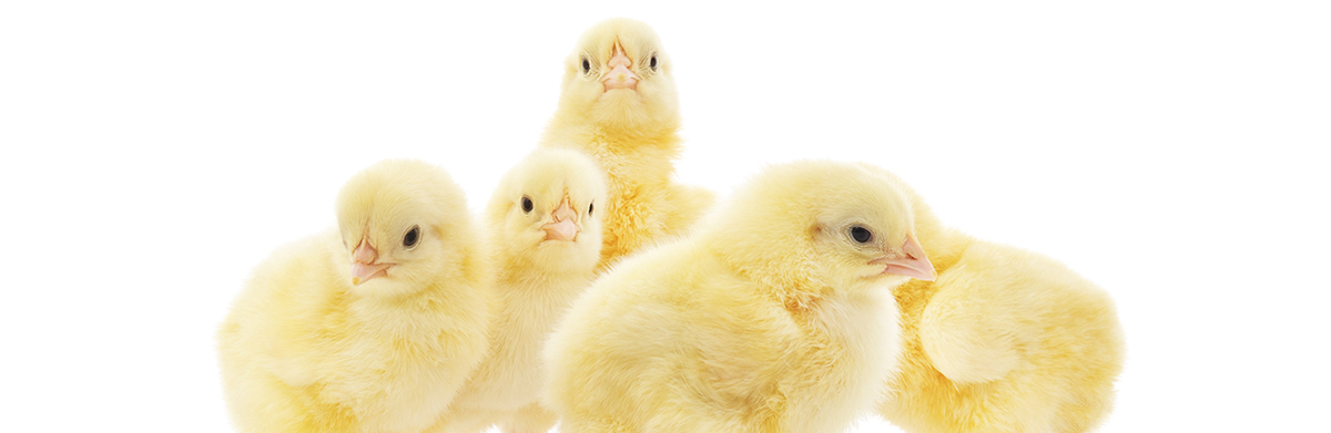 Pullet Growing Banner Photo